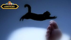 Mơ thấy mèo đánh số mấy là thắc mắc của nhiều người chơi